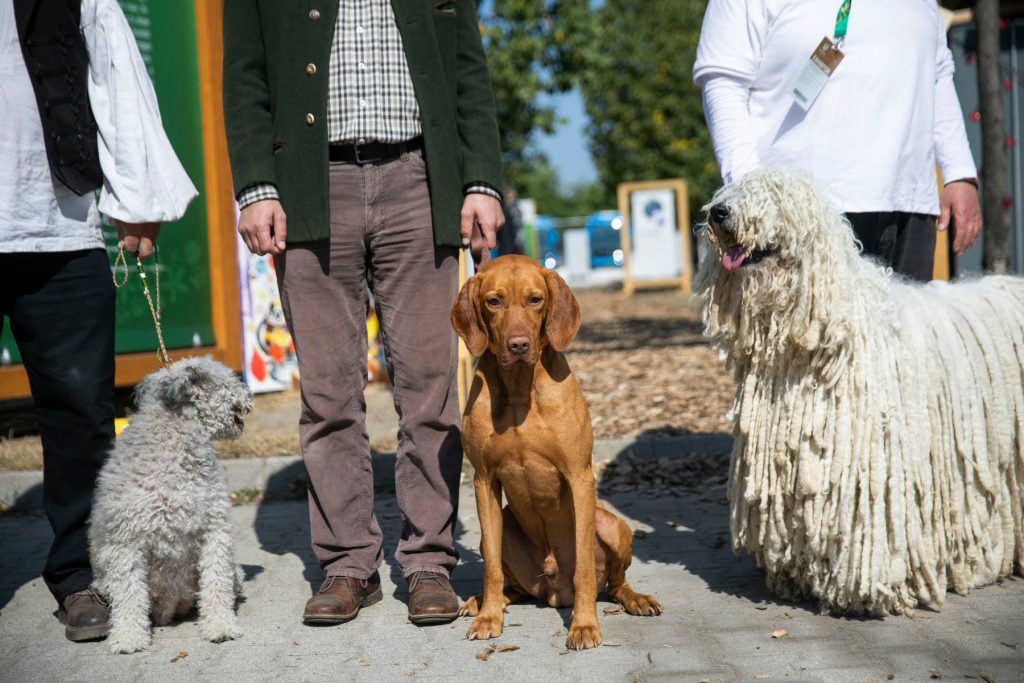 Genome of Hungarian Dog Breeds Is Healthy post's picture
