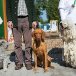 Genome of Hungarian Dog Breeds Is Healthy