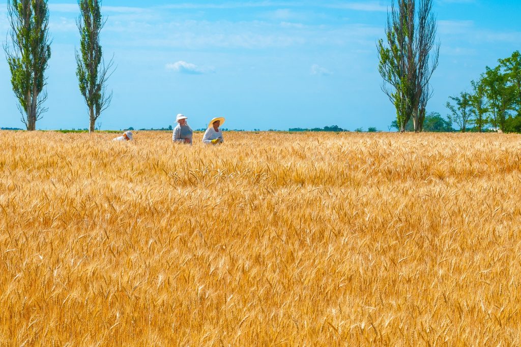 Fidesz MEPs Reject Double Standards regarding Ukrainian Grain post's picture