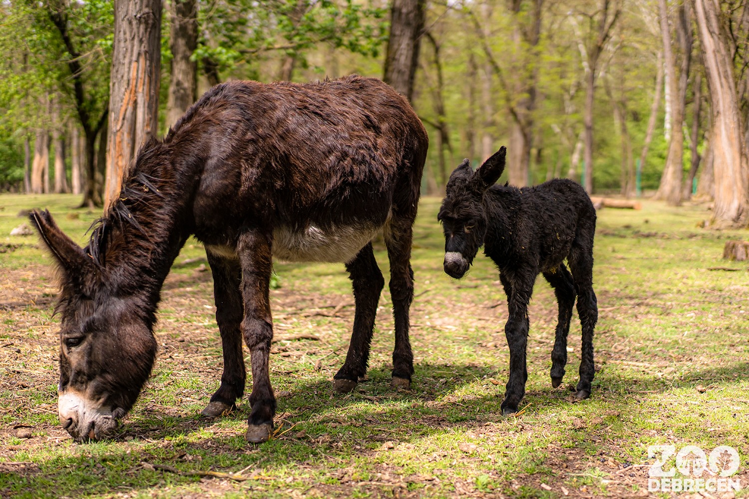 Maja, the Donkey Foal is Newest Darling of Debrecen Zoo