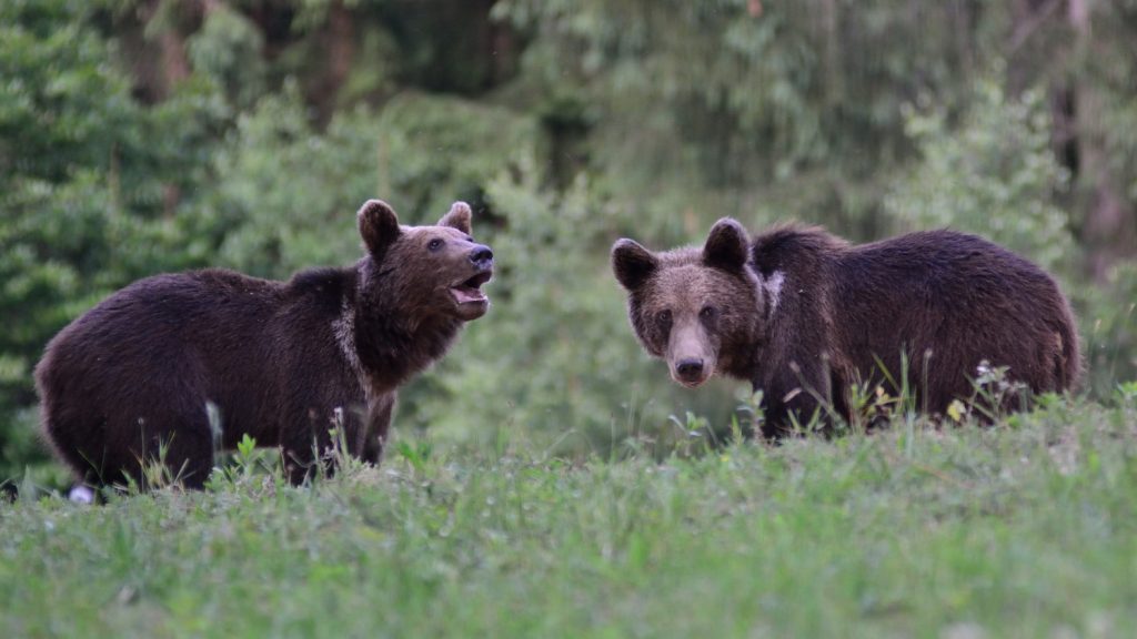 Over Thirty Bears Make Their Residence around Town in Transylvania post's picture
