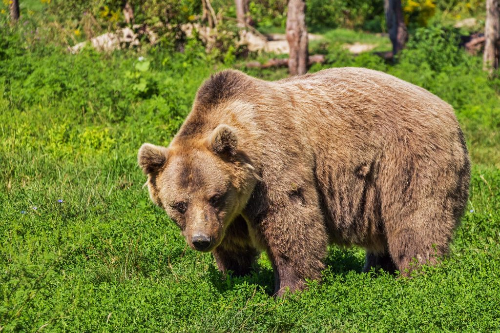 Brown Bear Sightings Are Becoming More Frequent post's picture