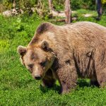 Brown Bear Sightings Are Becoming More Frequent