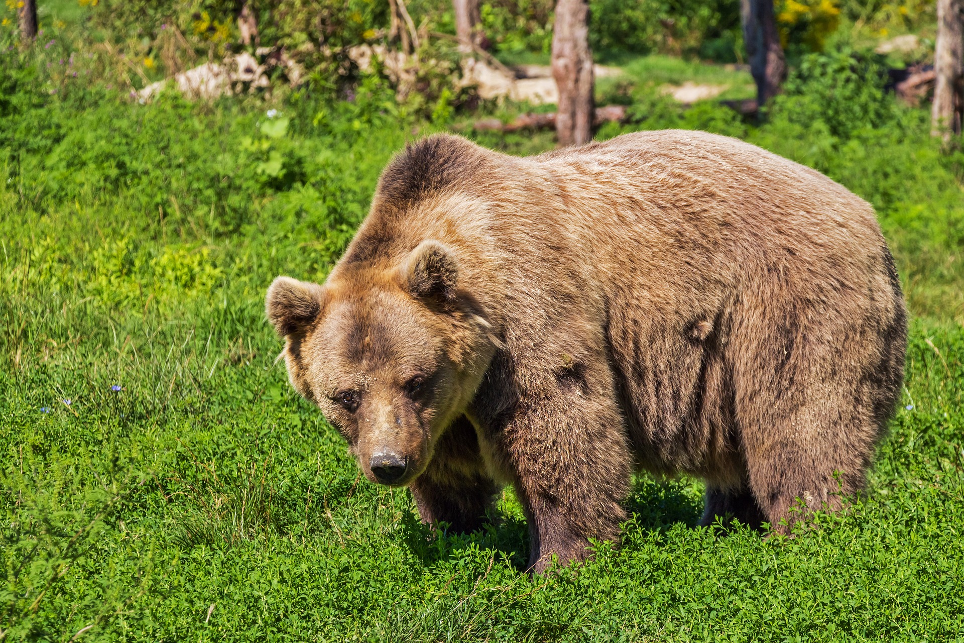 Brown Bear Sightings Are Becoming More Frequent