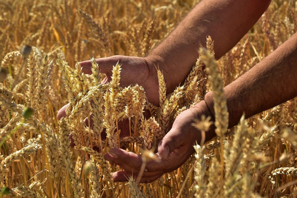 Ukrainian Grain Scandal Deepens Division in the EU post's picture