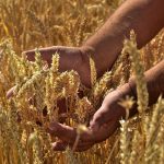 Ukrainian Grain Scandal Deepens Division in the EU