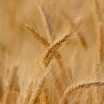 European Commission Extends Restrictions on Ukrainian Cereals