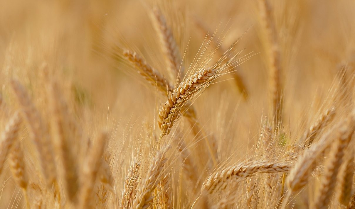 European Commission Extends Restrictions on Ukrainian Cereals