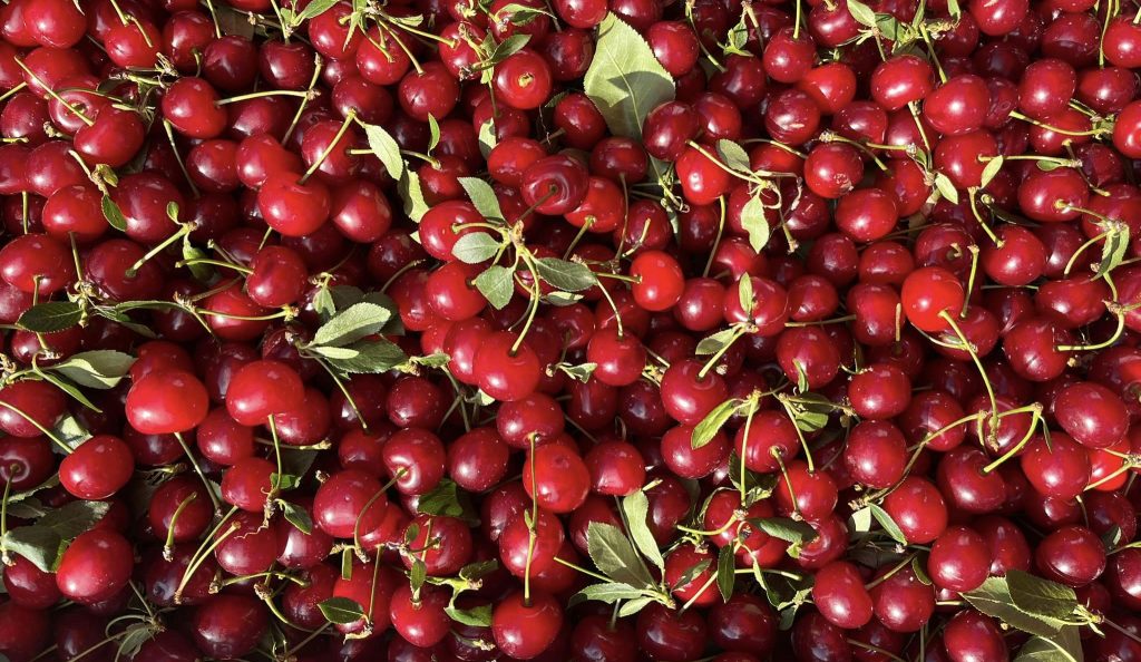 Unique in Quality and Taste: Hungarian Sour Cherries Are Outstanding post's picture