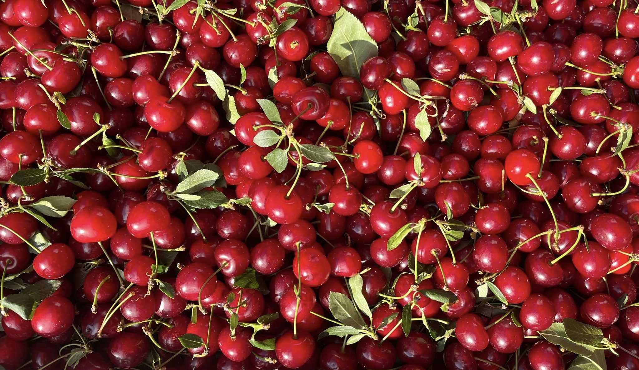 Unique in Quality and Taste: Hungarian Sour Cherries Are Outstanding