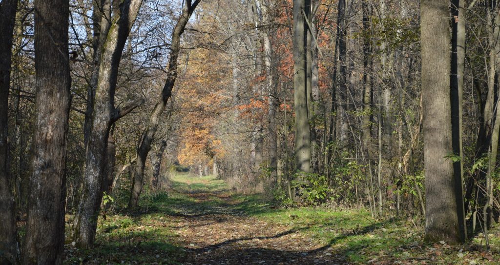 Most Beautiful Forest Title Goes to Debrecen’s Nature Reserve post's picture