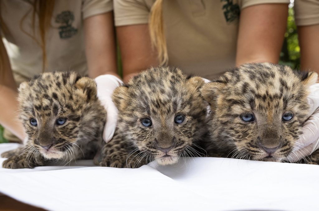 Take a Look at the Newest Members of the Nyíregyháza Zoo post's picture