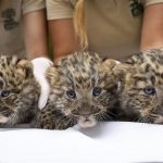 Take a Look at the Newest Members of the Nyíregyháza Zoo
