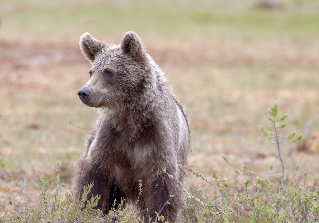 Transylvanian Mayor Calls for a Review of Brown Bears’ Protected Status post's picture