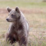 Transylvanian Mayor Calls for a Review of Brown Bears’ Protected Status