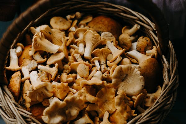 Available and Sustainable All Year Long – Mushrooms Are Treasures post's picture