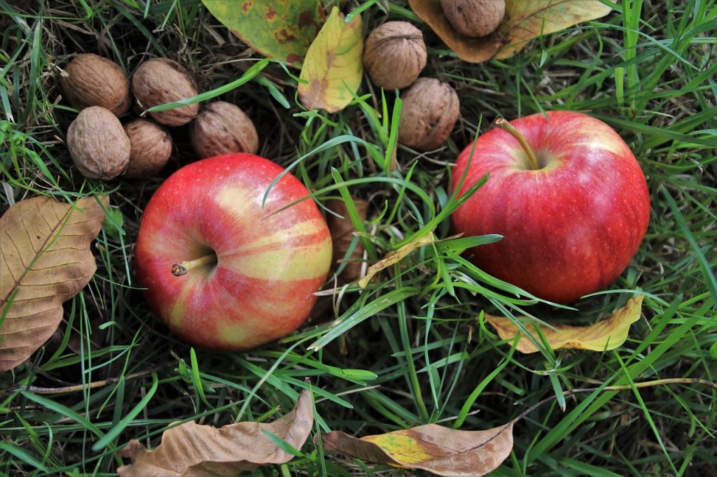 Crop of Domestic Walnuts and Apples Is Very Abundant post's picture