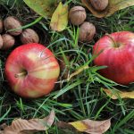 Crop of Domestic Walnuts and Apples Is Very Abundant