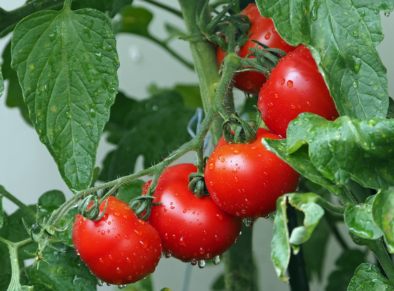 Hungary Could Be a Major Player in European Tomato Processing