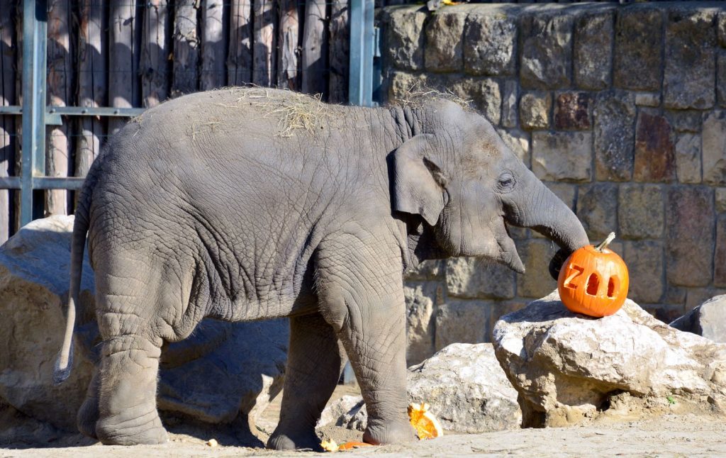 Budapest Zoo Awaits Visitors with Special Halloween Family Activities post's picture