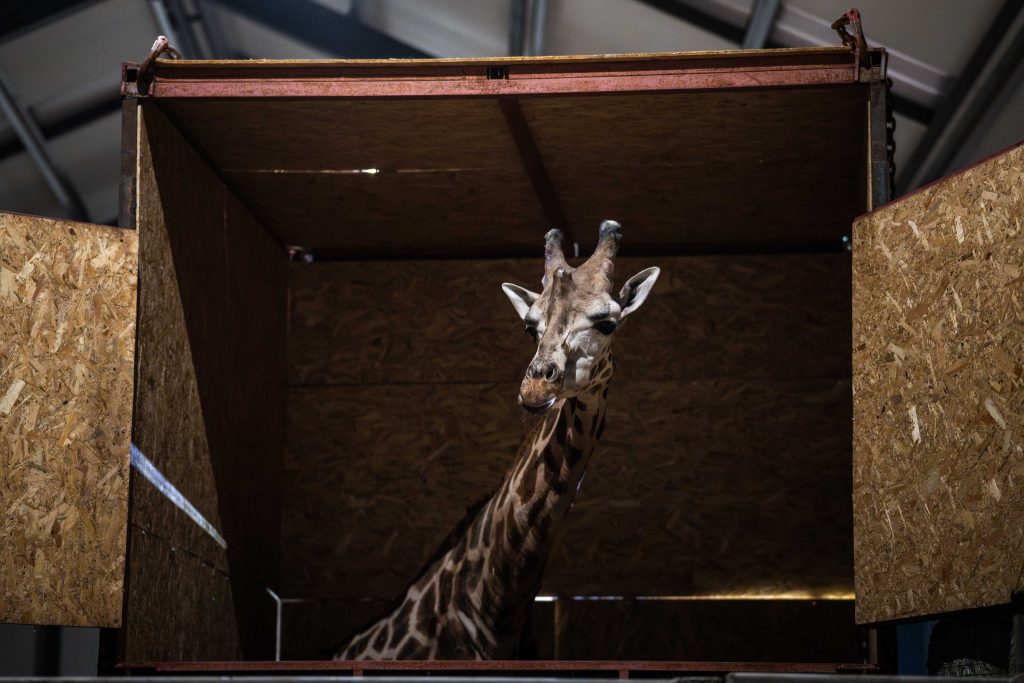 Giraffe from War-Torn Ukraine Finds New Home in Richter Safari Park post's picture