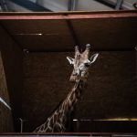 Giraffe from War-Torn Ukraine Finds New Home in Richter Safari Park