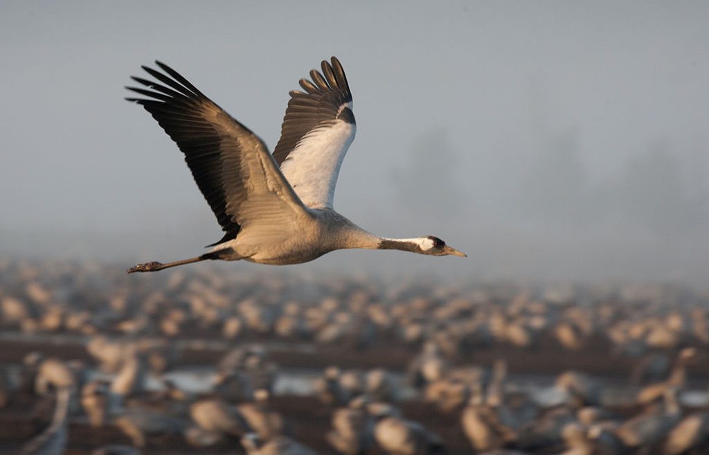 Crane Migration: the Greatest Autumn Attraction in the Hortobágy