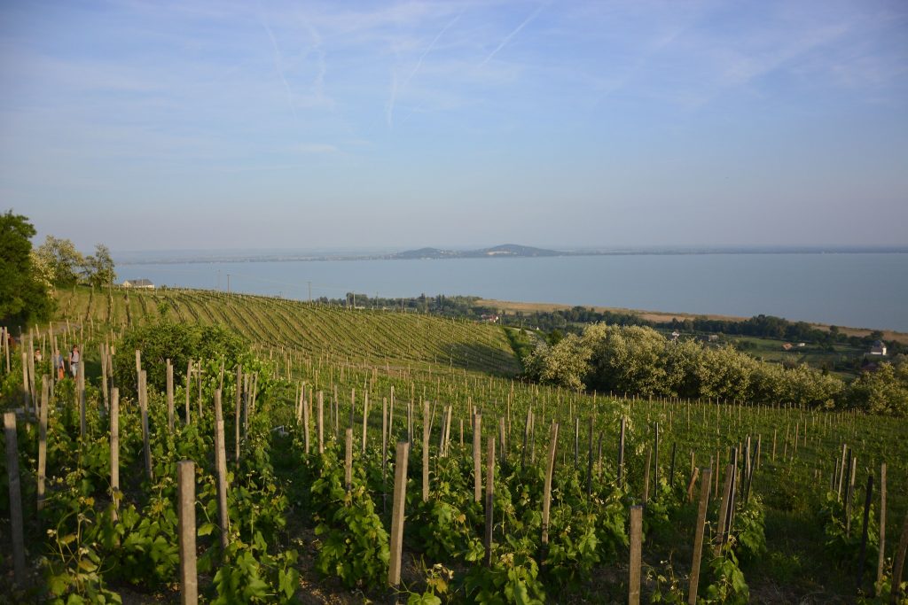 Best Wines of the Lake Balaton Region Revealed post's picture