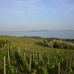 Best Wines of the Lake Balaton Region Revealed