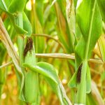 Government Working on GMO-Free Agriculture