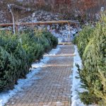 Christmas Trees Are Not Any Cheaper This Year