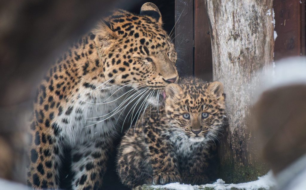 Endangered, Rare Northern Chinese Leopard Born in Debrecen Zoo post's picture