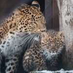 Endangered, Rare Northern Chinese Leopard Born in Debrecen Zoo
