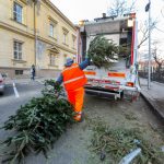 Discarded Christmas Trees Collected and Recycled in Budapest