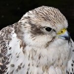 Saker Falcon Named Bird of the Year 2024