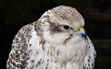 Saker Falcon Named Bird of the Year 2024 post's picture