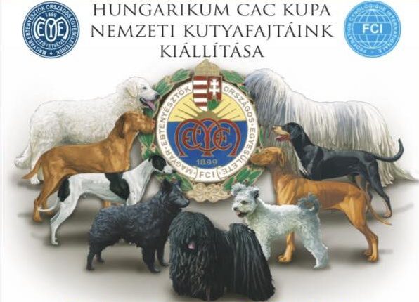 Hungarian Dog Breeds: Meet our Nine Hungaricums post's picture