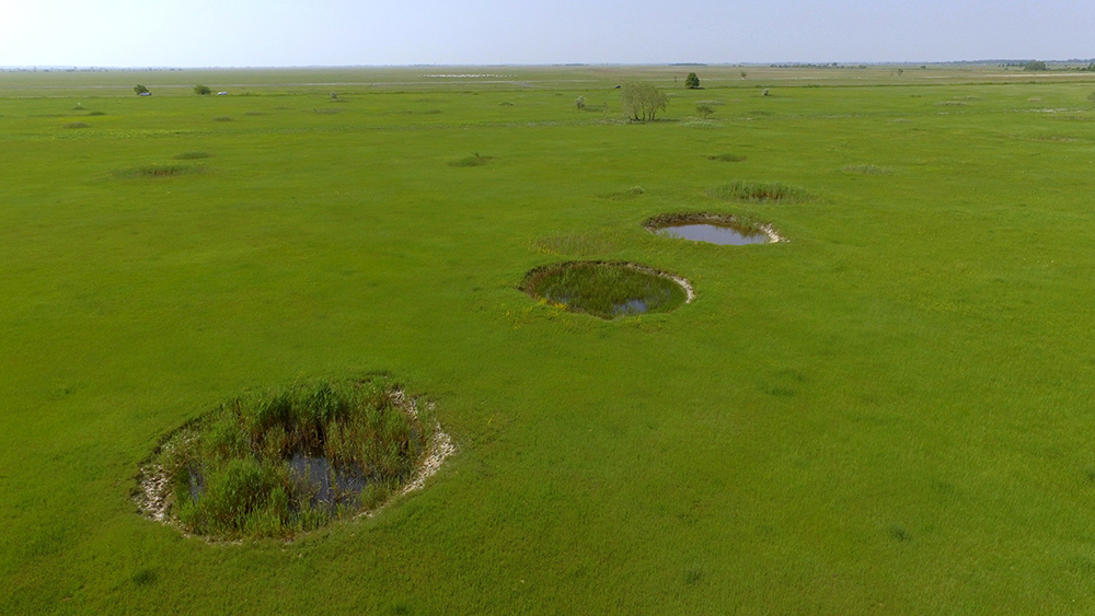 Study Reveals Biological Importance of Bomb-Crater Ponds post's picture