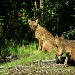 Rabies Emergency in Eastern Hungary amid Rising Wildlife Cases