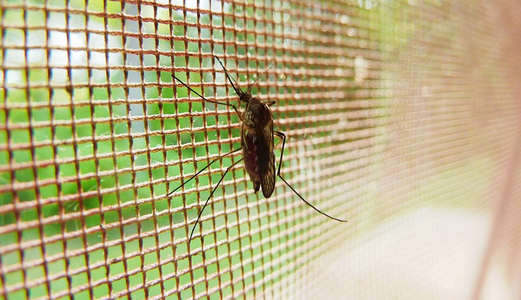 Expert Warns of Impending Mosquito Invasion post's picture