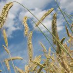 Agriculture and Food Industry Anticipates a Calmer Year Ahead