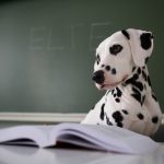 Dogs Understand Words Better than Previously Assumed, Study Shows