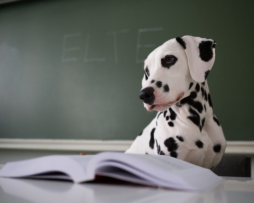 Dogs Understand Words Better than Previously Assumed, Study Shows