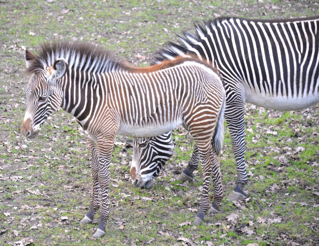 Rare Zebra Foals Revealed at Nyíregyháza Zoo post's picture