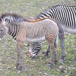 Rare Zebra Foals Revealed at Nyíregyháza Zoo
