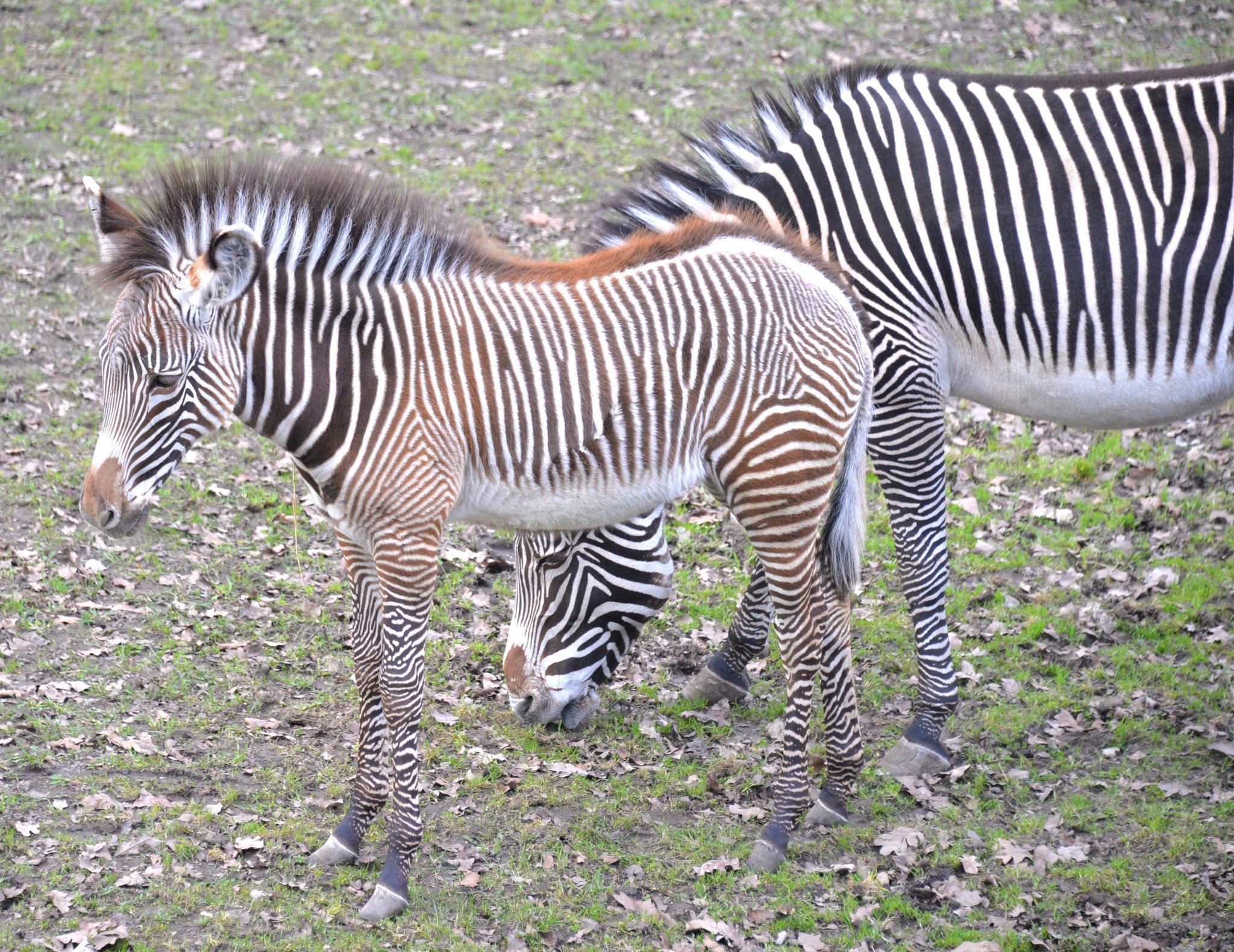 Rare Zebra Foals Revealed at Nyíregyháza Zoo