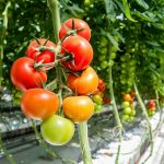 Domestic Greenhouse Tomatoes and Peppers Taking Over Grocery Shelves