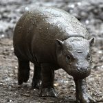 Nyíregyháza Zoo’s Newest Resident Revealed