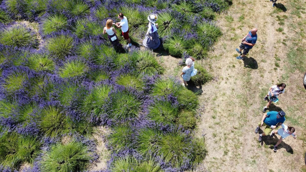 Lavender Festival Kicks Off the Summer at Lake Tisza post's picture