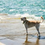 Map Reveals Dog-friendly Beach Locations around the Country
